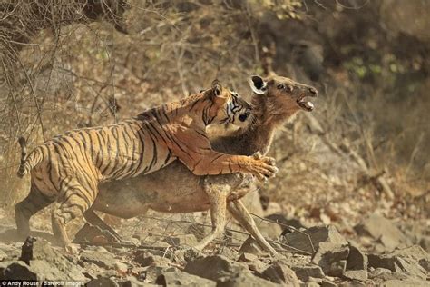  Die Jagd des Tigers auf den Sambar, ein Triumph der Miniaturmalerei und des realistischen Detaillismus